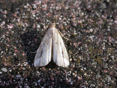 pinion-streaked snout (Schrankia costaestrigalis) Kenneth Noble